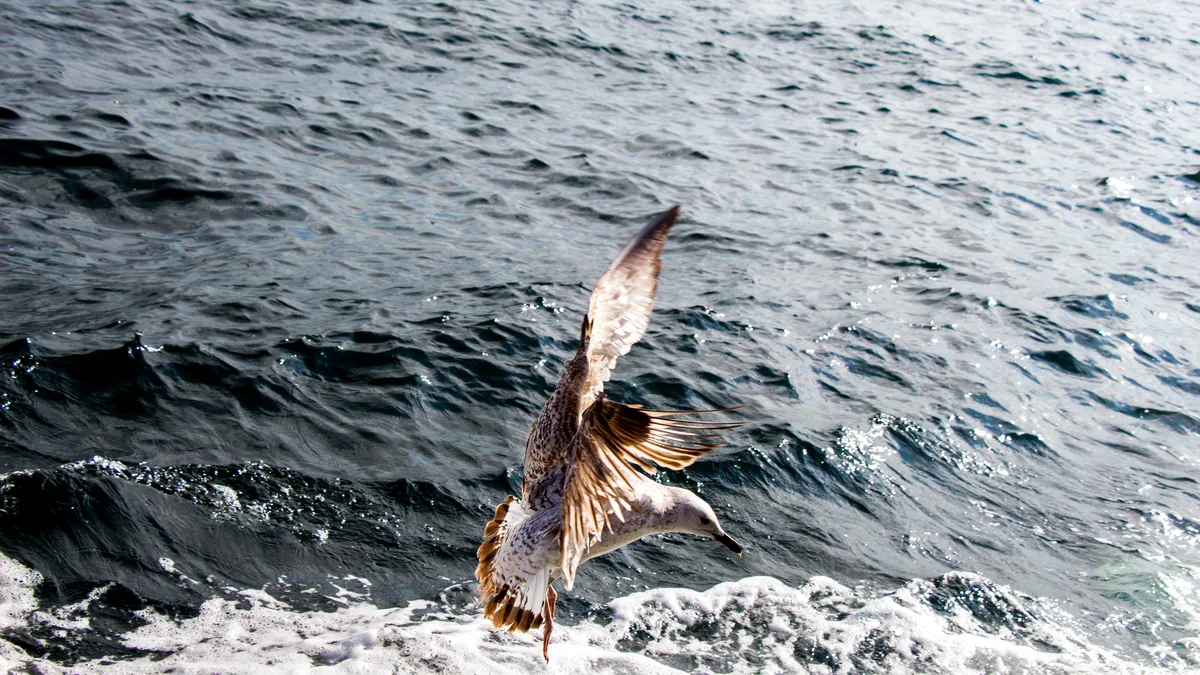A sailfish leaping clear of open water, its tall sail catching the low sun.